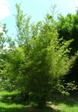 Thyrsostachys siamensis aff.