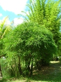 Bambusa vulgaris &#39;wamin&#39;