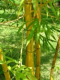 Bambusa vulgaris &#39;vittata&#39;
