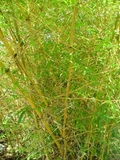 Bambusa ventricosa &#39;kimmei&#39;