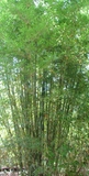 Bambusa textilis &#39;Kanapaha&#39;