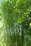 Bambusa textilis  &#39;Mutablis&#39;