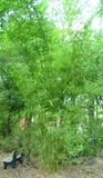 Bambusa textilis &#39;Maculata&#39;