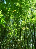 Dendrocalamus validus