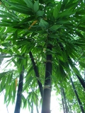 Dendrocalamus asper &#39;hitam&#39;