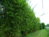 Bambusa textilis &#39;gracilis&#39;