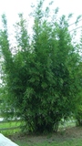 Bambusa textilis &#39;dwarf&#39;