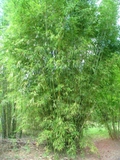 Bambusa textilis &#39;albolineata&#39;