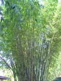 Bambusa textilis