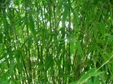 Bambusa rigida