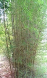 Bambusa pervariabilis viridistriata