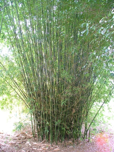 Bambusa Malingensis - Sea Breeze Bamboo 7 Gallon