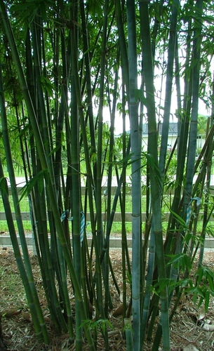 Bambusa Chungii - Tropical Blue Bamboo 7 Gallon