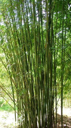 Bambusa Textilis &#39;Mutabilis&#39; - Emerald Bamboo 15 Gallon