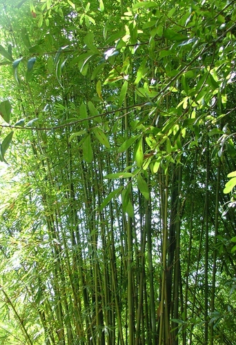 Bambusa Textilis &#39;Mutabilis&#39; - Emerald Bamboo 7 Gallon