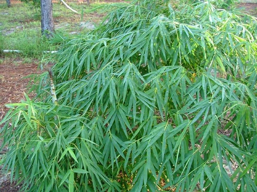 Bambusa Membranacea 15 Gallon