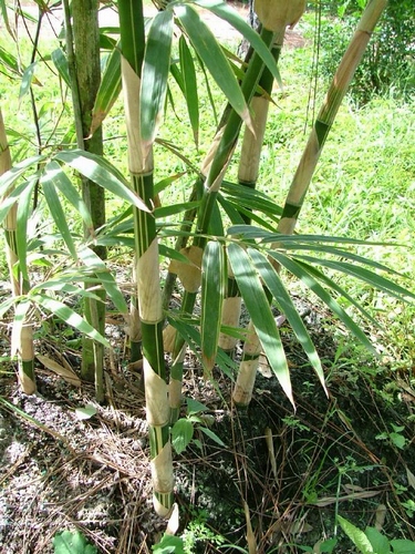Bambusa Suberecta - Jesse Durko Bamboo 15 Gallon
