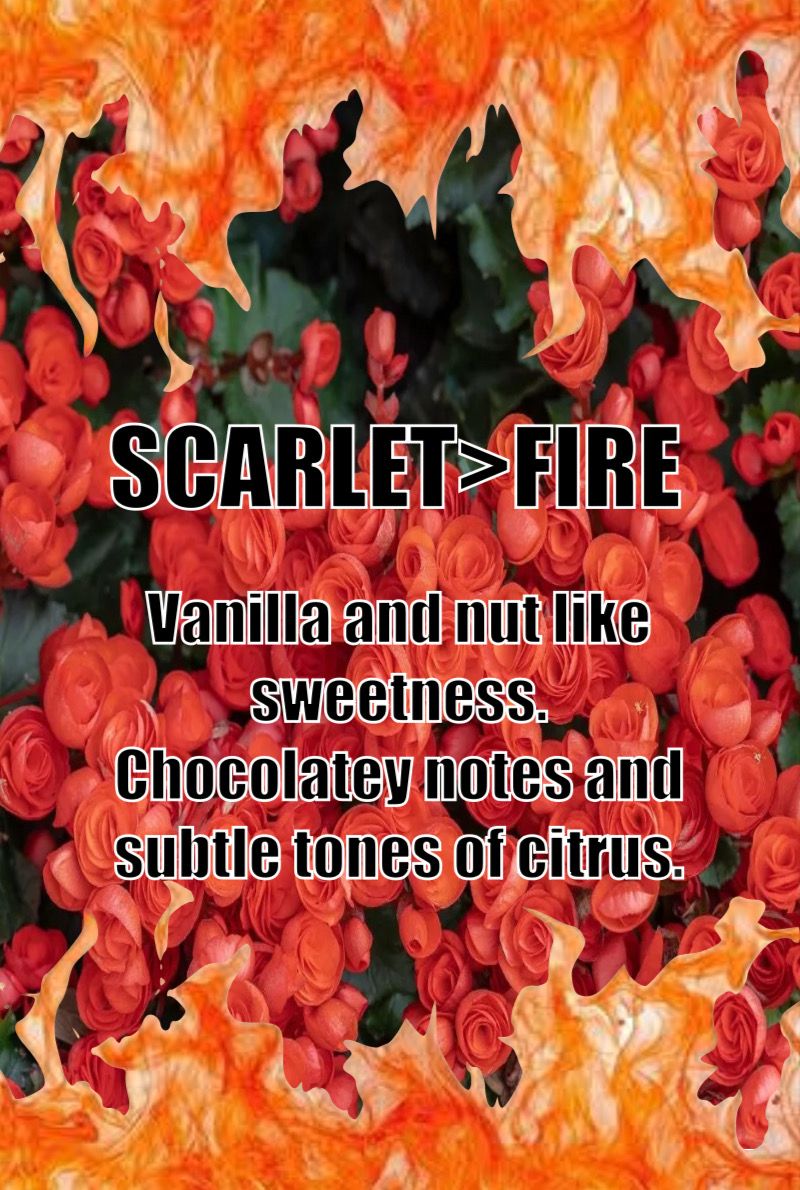 Scarlet&gt;Fire