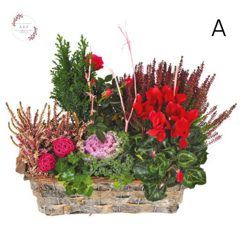 Plantes