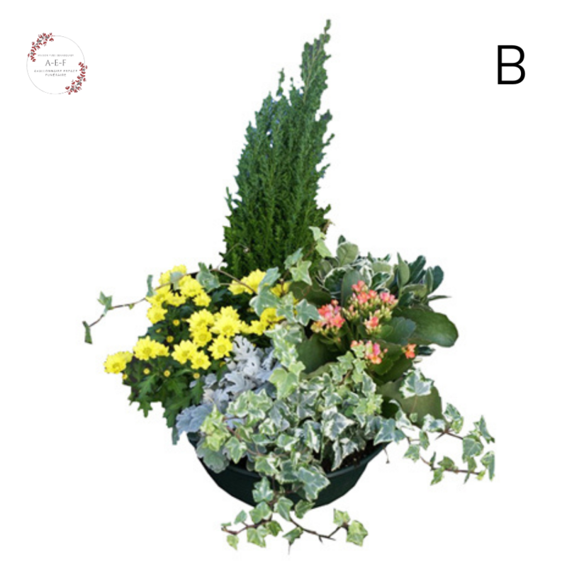 Plantes