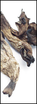 Black Trumpet