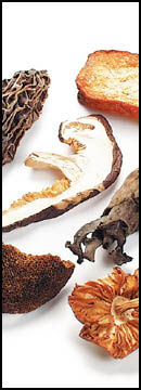 Blend, European Mushroom