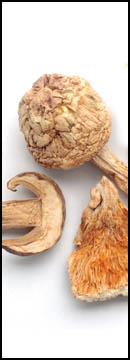 Blend, Mushroom Steak