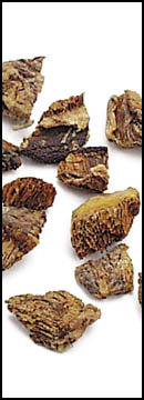 Boletes,  Kibbled