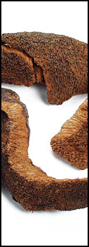 Boletes, Chilean, First Quality