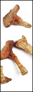 Chanterelles