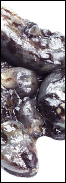 Cuitlacoche ( Corn Smut )