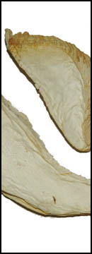 Ivory Portabella (king Oyster)