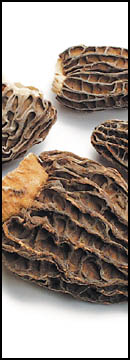 Morels