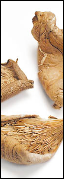 Oyster Mushrooms