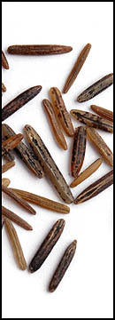 Wild Rice, Quick Cook (25 Lb Bag )