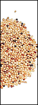 Amaranth (25 Lb Bag )