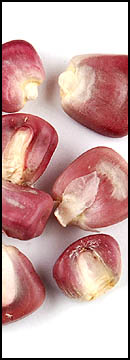 Corn, Red (25 Lb Bag )
