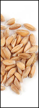 Farro (25 Lb Bag )