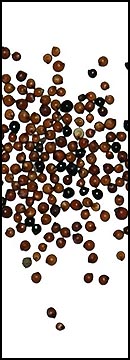 Kaniwa (25 Lb Bag )
