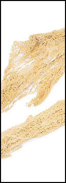 Bamboo Mushroom