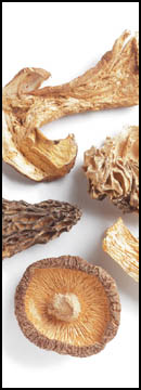 Blend, Special Mushroom