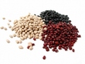 Beans and Lentils