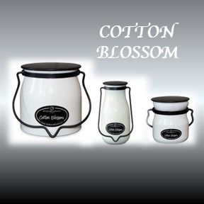 Cotton Blossom