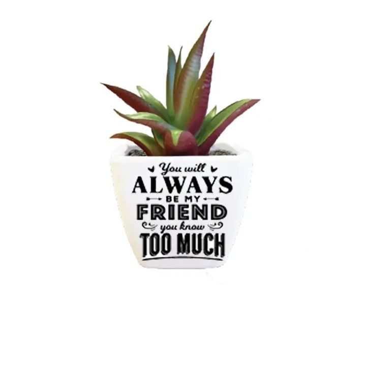 Succulent, Name: Always Be My Friend