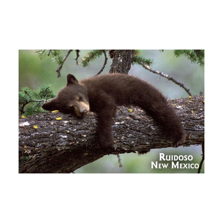 PC Black Bear in Tree