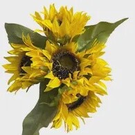 Sunflower Arrangement