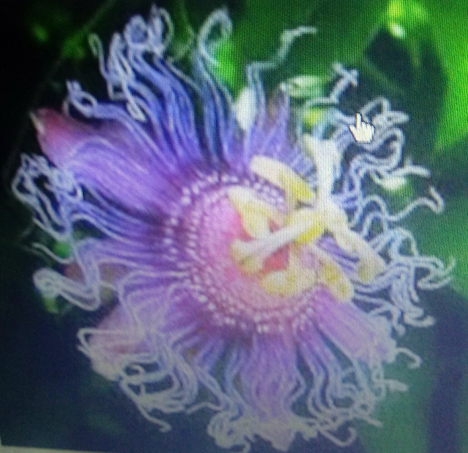 Organic Passionflower Balm - a NEW Economical Size, A Specialty Face Balm-an excellent moisturizer for any age skin