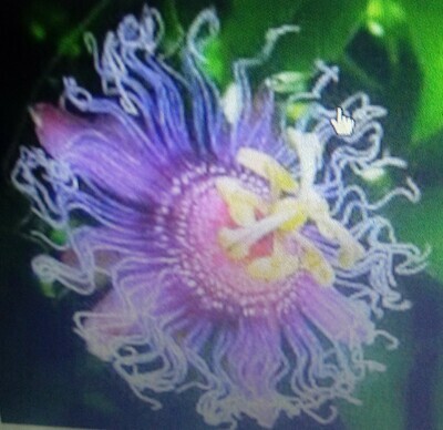 Organic Passionflower Balm - a NEW Economical Size, A Specialty Face Balm-an excellent moisturizer for any age skin