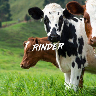 RINDER