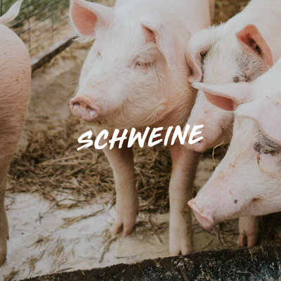 SCHWEINE